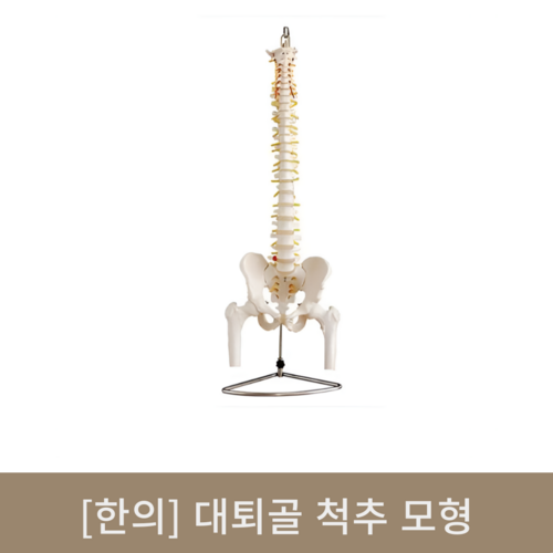 [한의]대퇴골 척추 모형