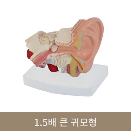 1.5배 큰 귀모형