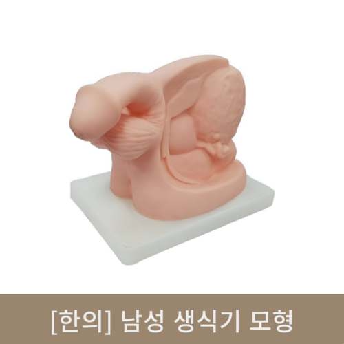 [한의]남성 생식기 모형