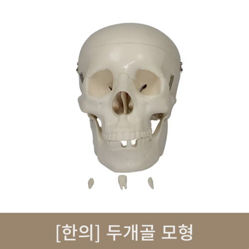 [한의]두개골 모형