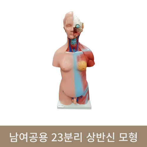 [한의]남여공용 23분리 상반신 모형