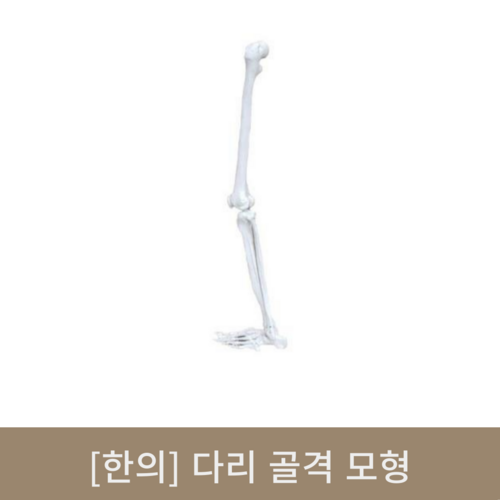 [한의]다리 골격 모형