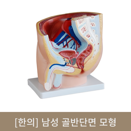 [한의]남성 골반단면 모형