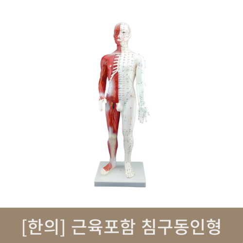 [한의]근육포함 침구동인형