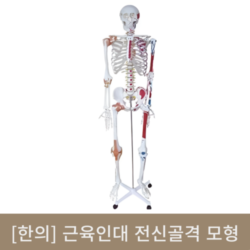 [한의]근육인대포함 전신골격모형 (180cm)