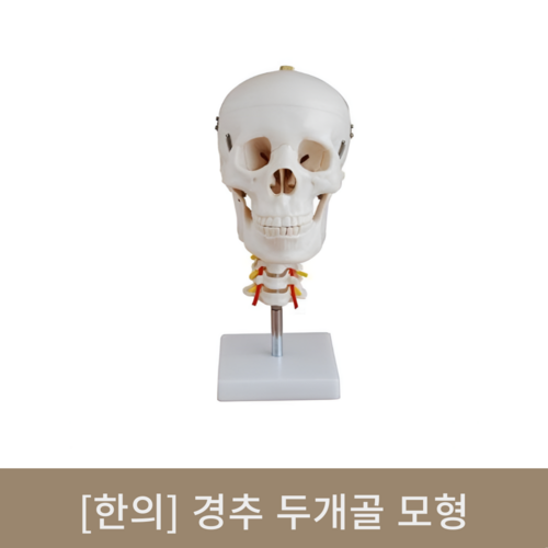 [한의]경추 두개골 모형