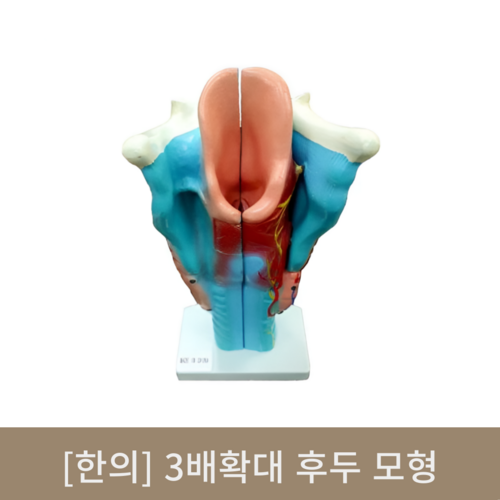 [한의]3배확대 후두 모형