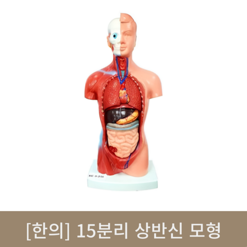 [한의]15분리 상반신 모형