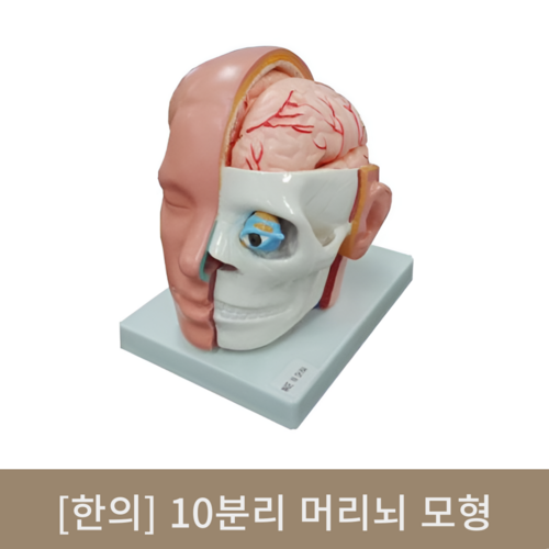 [한의]10분리 머리뇌 모형