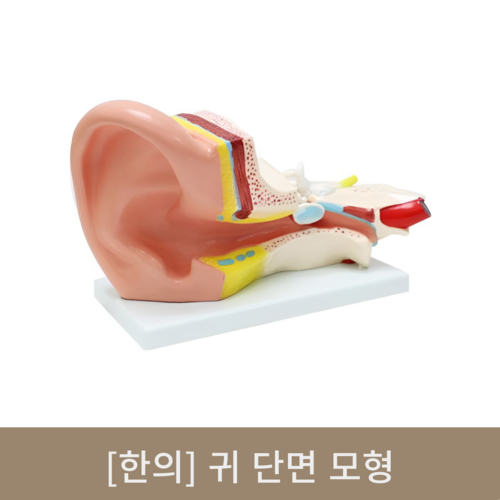 [한의]귀 단면 모형