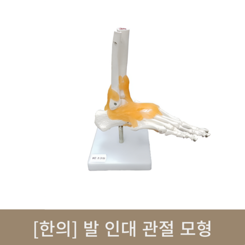 [한의]발인대 관절 모형