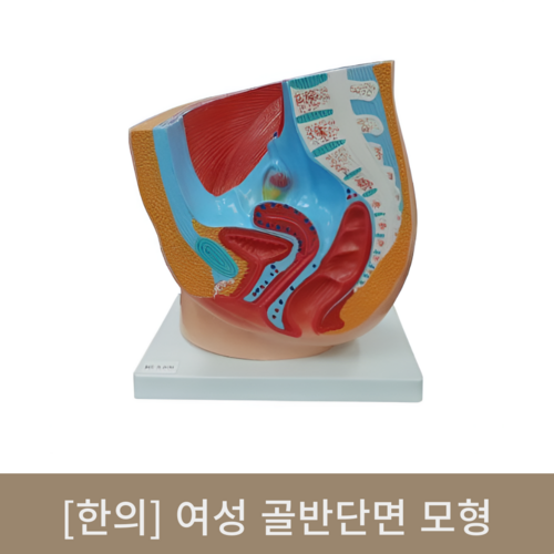 [한의]여성 골반단면 모형