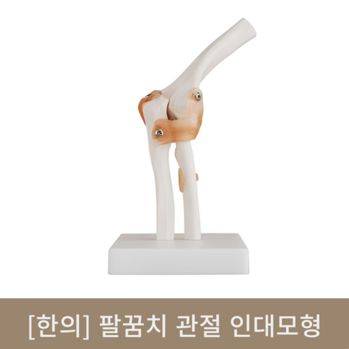 [한의]팔꿈치 관절 인대모형