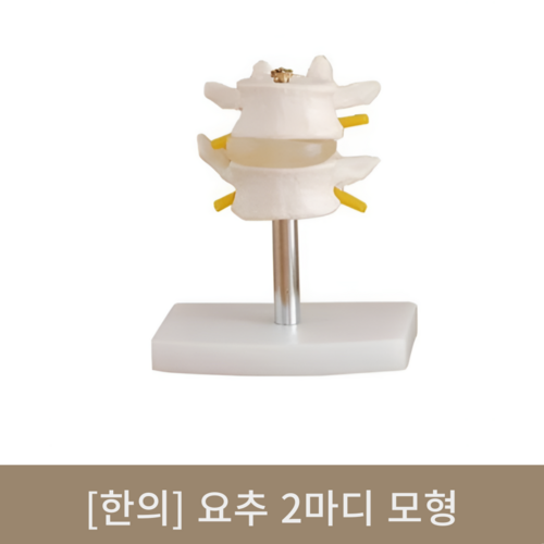 [한의]요추2마디 모형