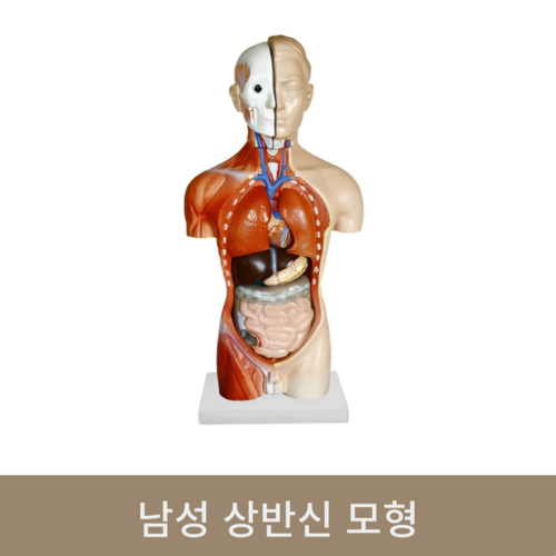 남성 상반신 모형