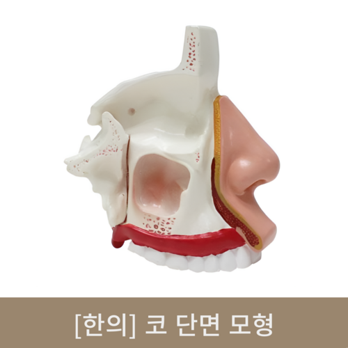 [한의]코 단면 모형