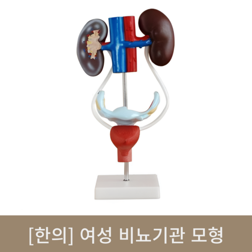 [한의]여성 비뇨기관 모형