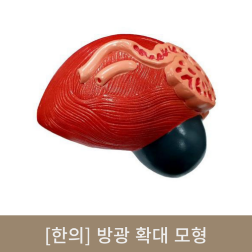 [한의]방광 확대 모형