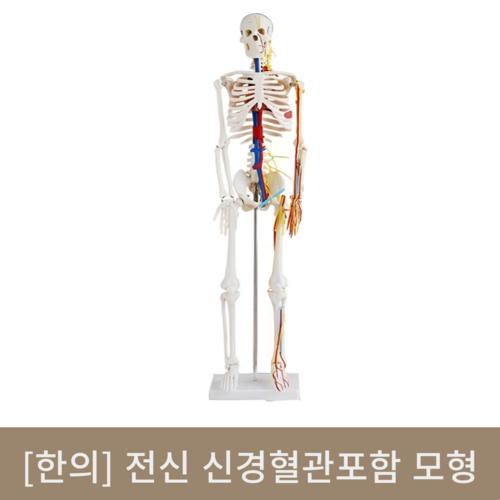 [한의]전신 신경혈관포함 골격모형 (85cm)