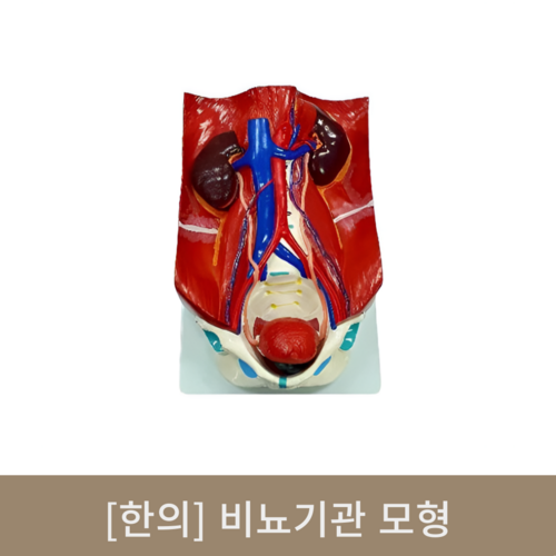 [한의]비뇨기관 모형