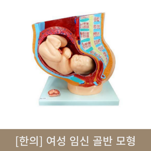 [한의]여성 임신 골반 모형