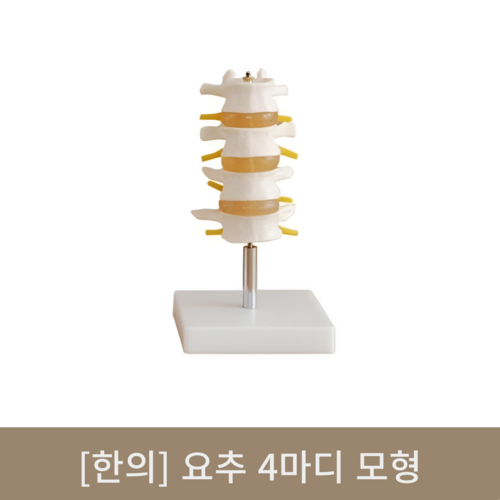 [한의]요추4마디 모형