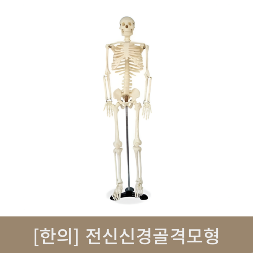 [한의]전신신경골격모형 (85cm)