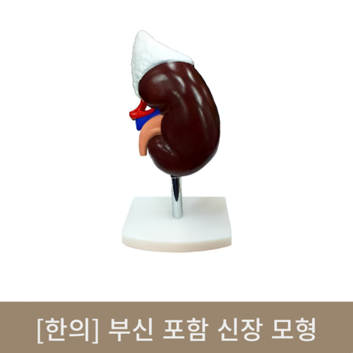 [한의]부신 포함 신장 모형