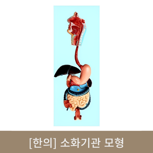 [한의]소화기관 모형