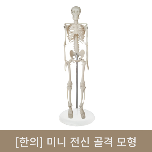 [한의]미니전신골격모형 (45cm)