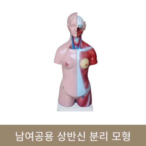 남여공용 상반신 분리 모형