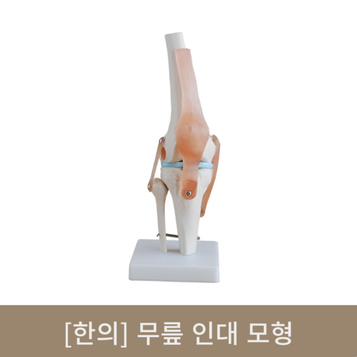 [한의]무릎 인대 모형