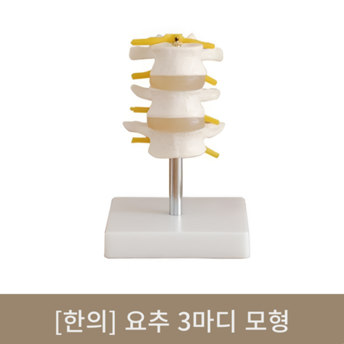 [한의]요추3마디 모형