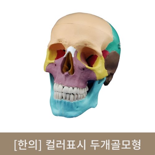 [한의]컬러표시 두개골모형